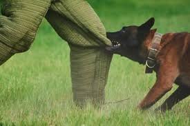 What Happens If The Owner Of The Dog Claims You Started The Fight?